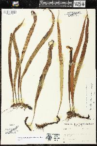 Lepisorus thunbergianus image