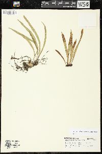 Lepisorus thunbergianus image