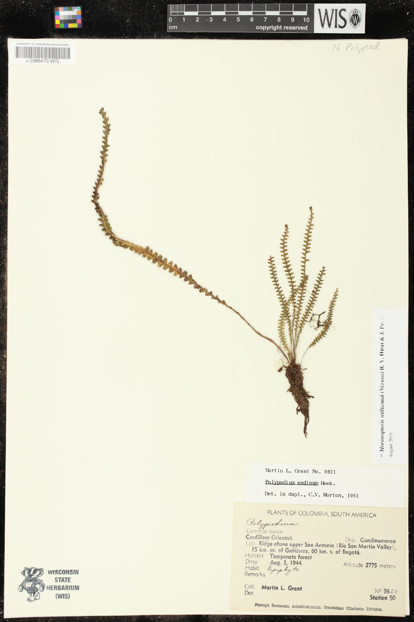 Moranopteris williamsii image