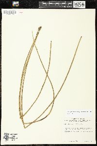 Campyloneurum angustifolium image