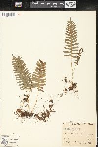 Polypodium virginianum f. acuminatum image