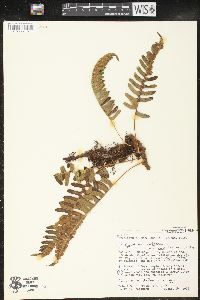 Polypodium vulgare var. virginianum image