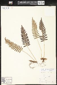 Polypodium appalachianum image