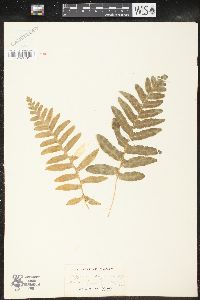 Polypodium californicum image