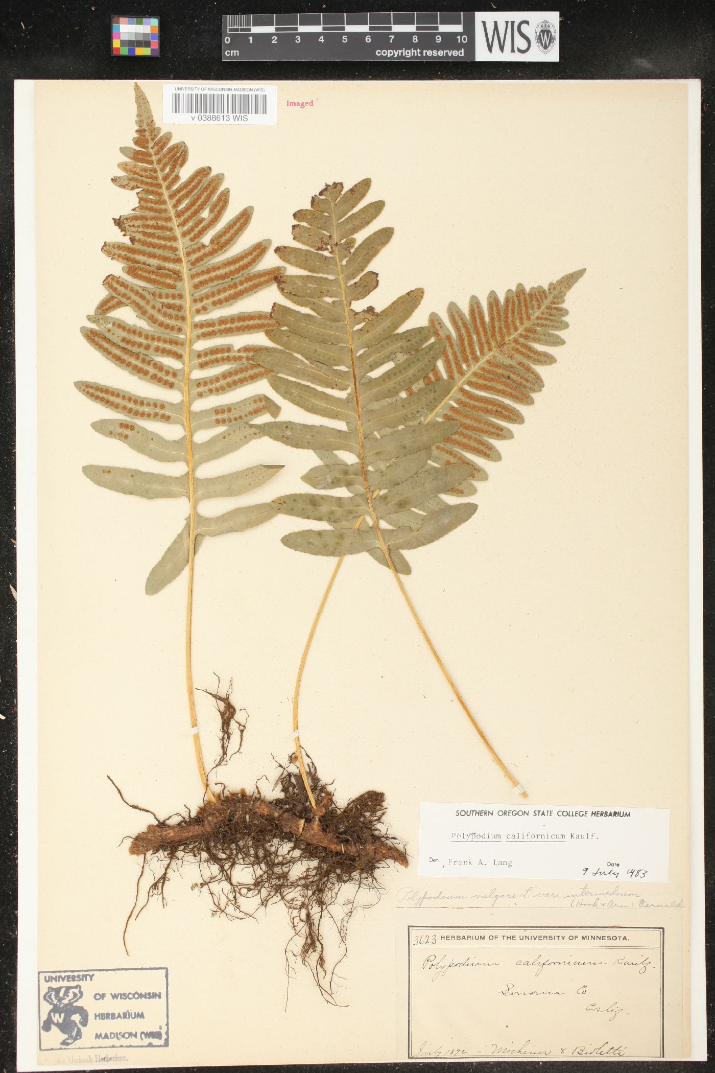 Polypodium californicum image