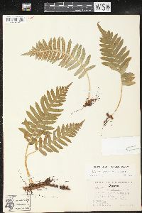 Polypodium glycyrrhiza image