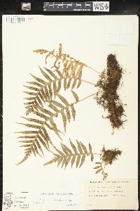 Polypodium glycyrrhiza image
