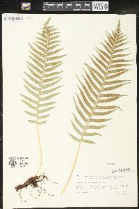 Polypodium glycyrrhiza image