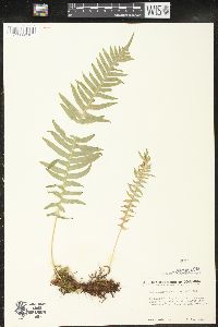 Polypodium glycyrrhiza image