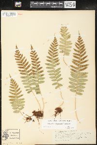 Polypodium glycyrrhiza image