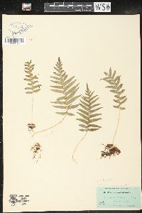 Polypodium glycyrrhiza image