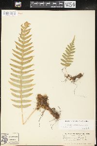 Polypodium glycyrrhiza image