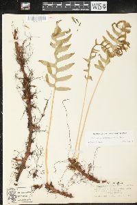 Polypodium glycyrrhiza image