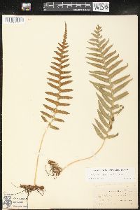 Polypodium glycyrrhiza image