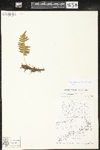 Polypodium glycyrrhiza image