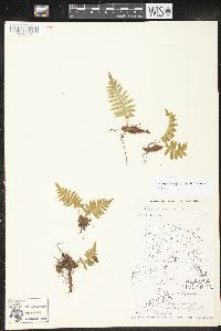 Polypodium glycyrrhiza image