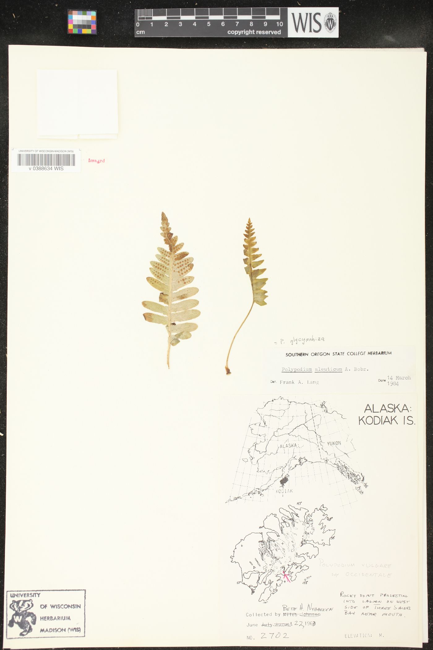 Polypodium aleuticum image