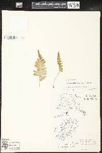 Image of Polypodium aleuticum