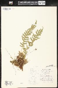 Polypodium glycyrrhiza image