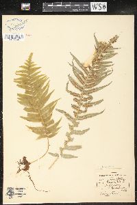 Polypodium glycyrrhiza image
