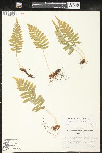 Polypodium glycyrrhiza image