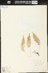 Polypodium glycyrrhiza image