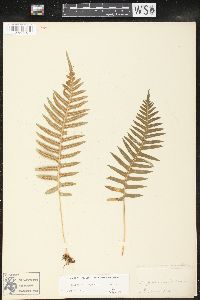 Polypodium glycyrrhiza image