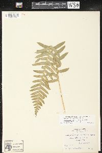 Polypodium glycyrrhiza image