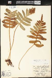 Polypodium scouleri image