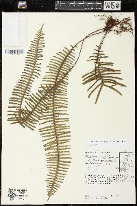 Pecluma camptophyllaria image