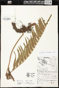 Serpocaulon sessilifolium image