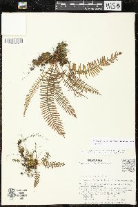 Pleopeltis cryptocarpa image