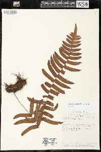 Serpocaulon dissimile image