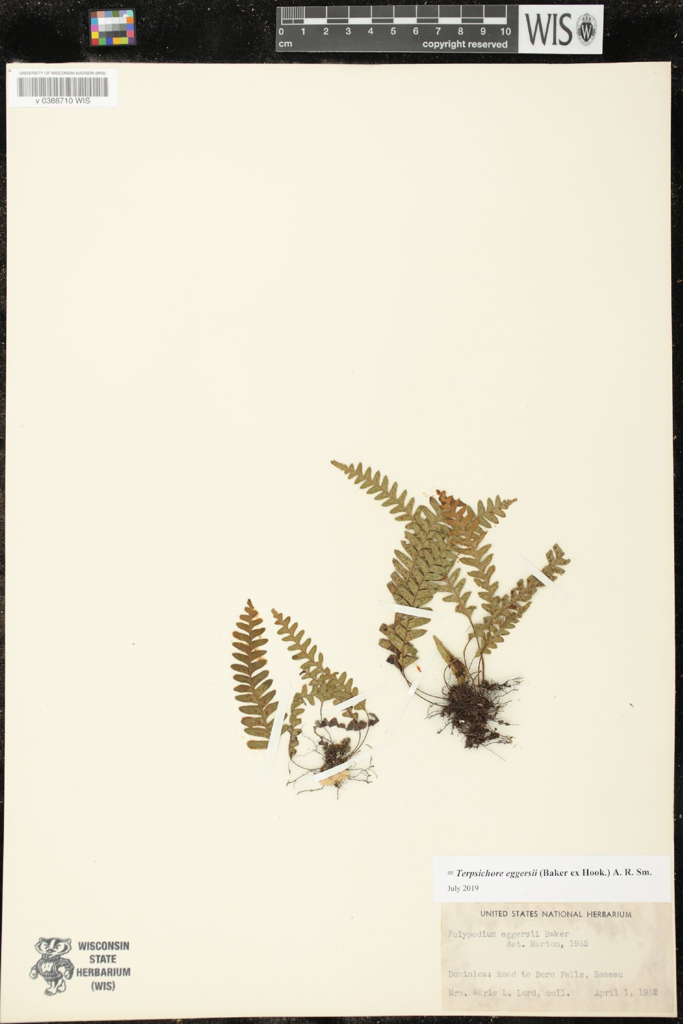 Terpsichore eggersii image
