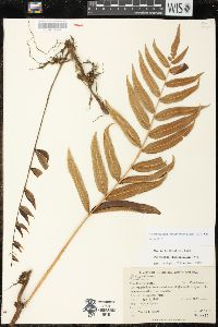 Serpocaulon fraxinifolium image