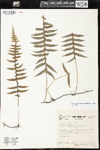 Media resource of Serpocaulon funckii