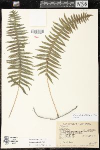 Serpocaulon funckii image