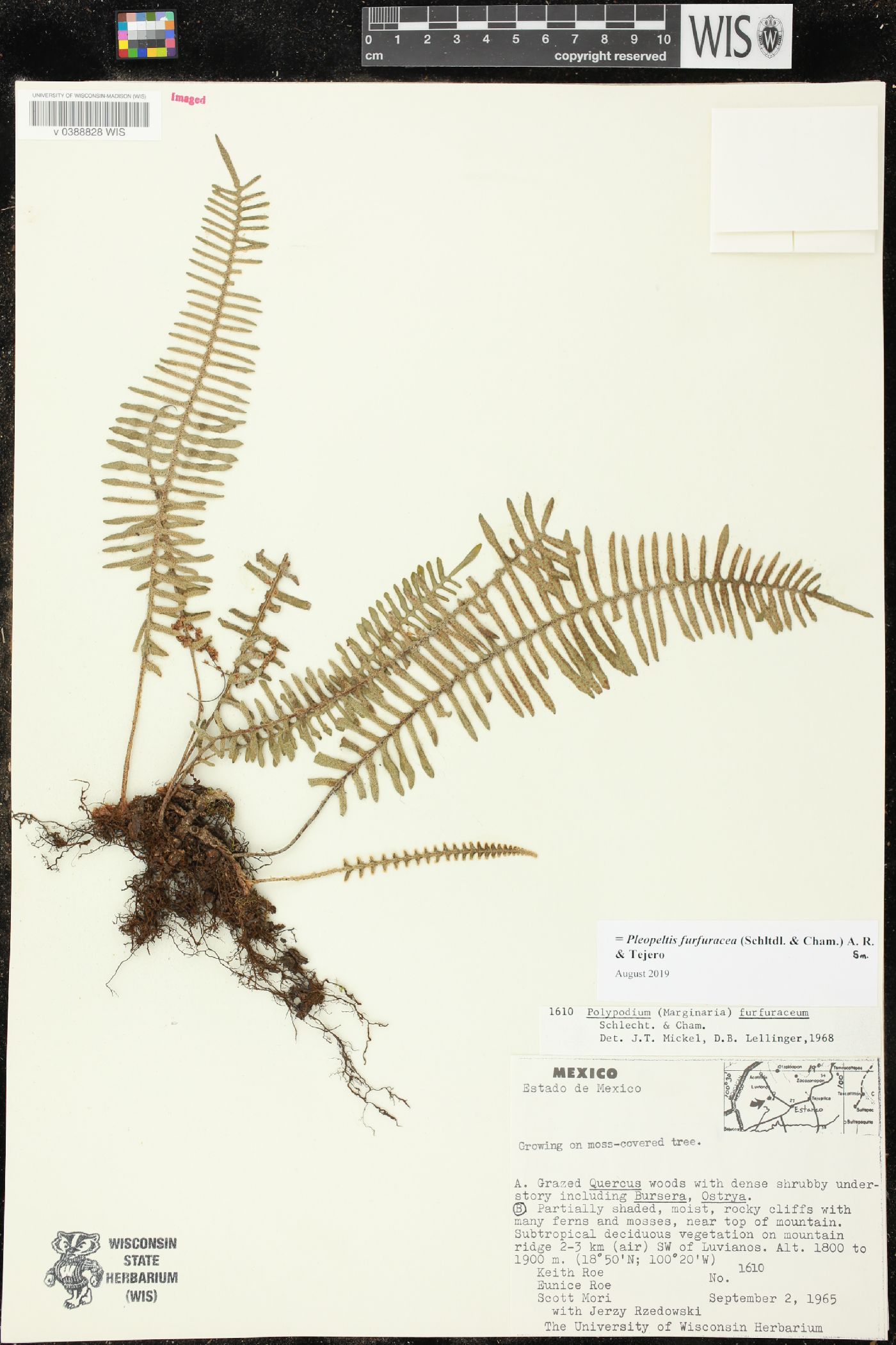 Pleopeltis furfuracea image