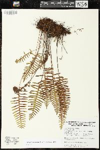 Pleopeltis madrensis image