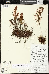Pleopeltis madrensis image