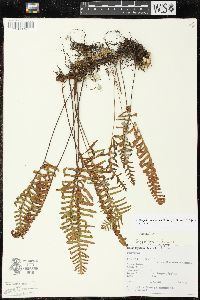 Pleopeltis madrensis image