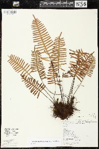 Pleopeltis madrensis image