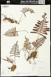Pleopeltis madrensis image