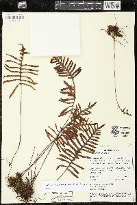 Pleopeltis madrensis image