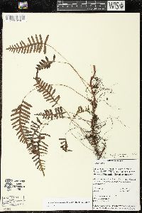 Pleopeltis madrensis image