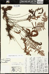 Pleopeltis madrensis image
