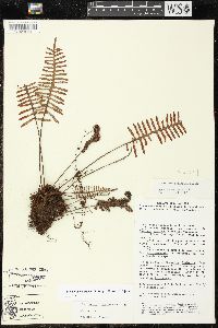 Pleopeltis madrensis image