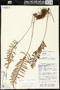 Pleopeltis madrensis image