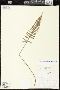 Pleopeltis madrensis image