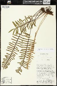 Pleopeltis madrensis image